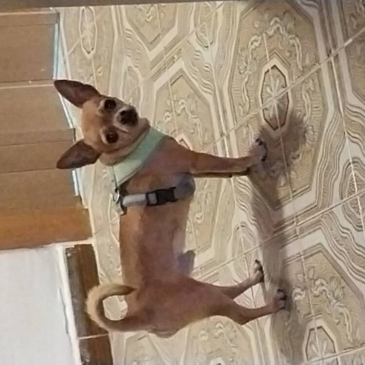 Foto de perfil de Carina