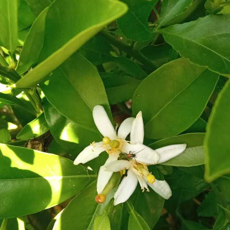 Foto de perfil de Joaquina