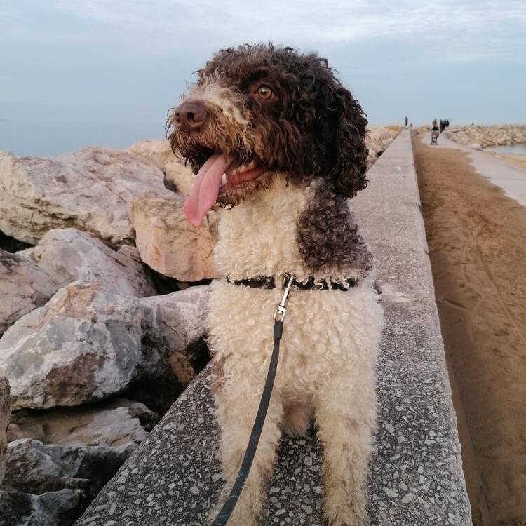Foto de perfil