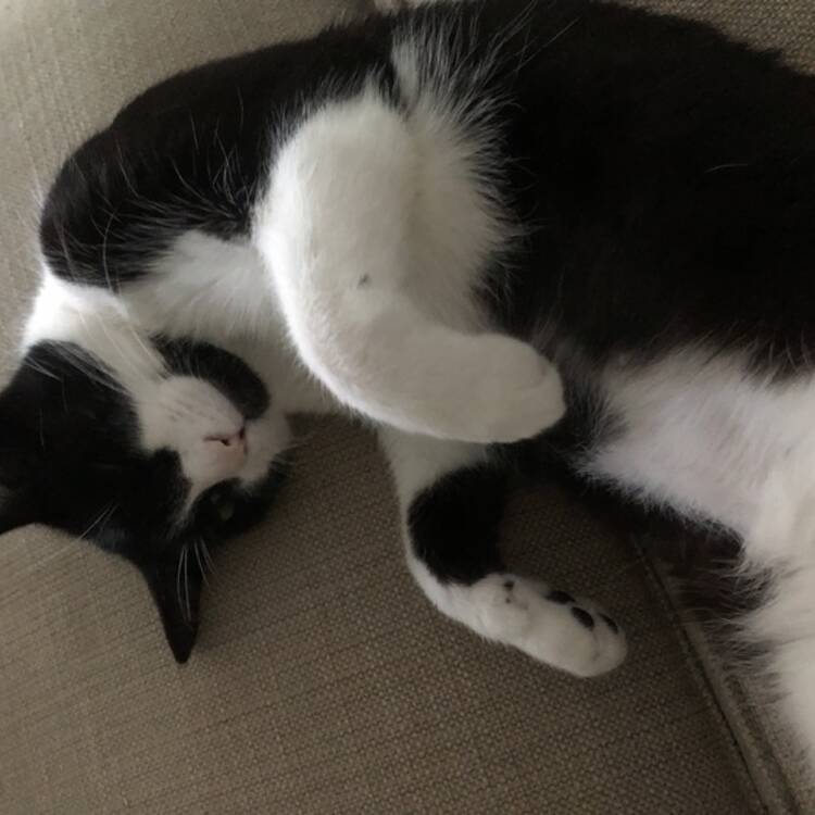 Foto de perfil