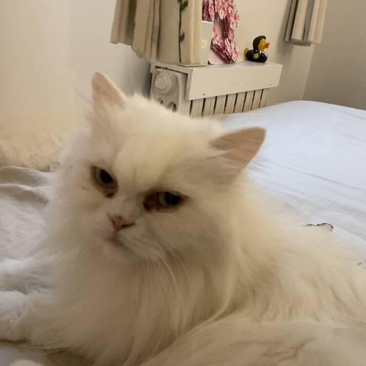 Foto de perfil