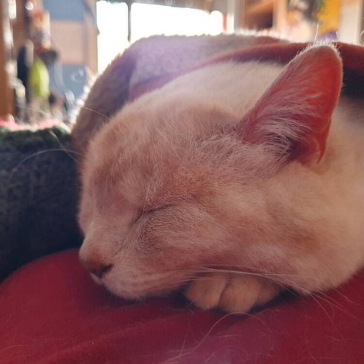 Foto de perfil