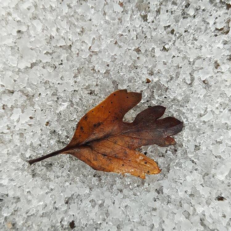 Foto de perfil de Rosa