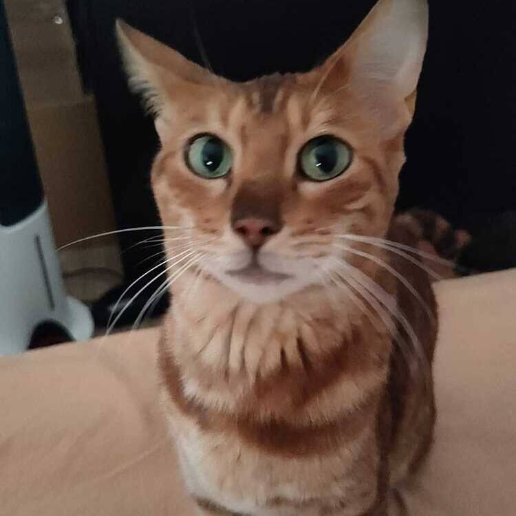 Foto de perfil