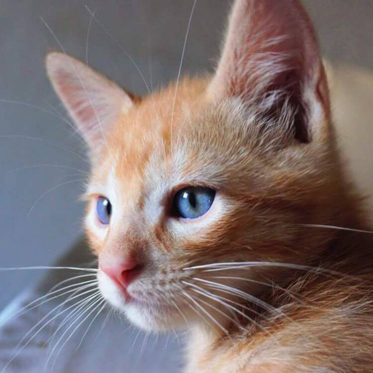 Foto de perfil de Rosa