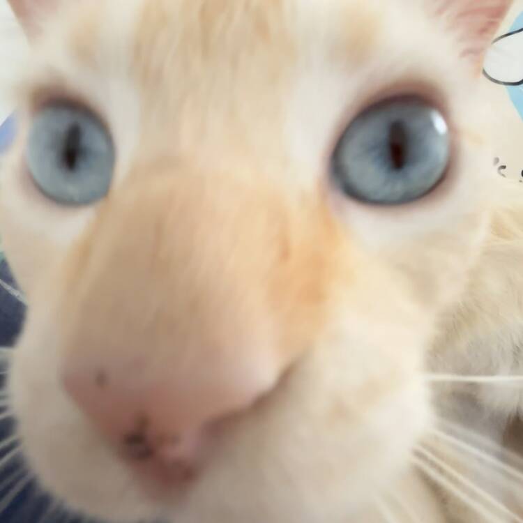 Foto de perfil de Adrian