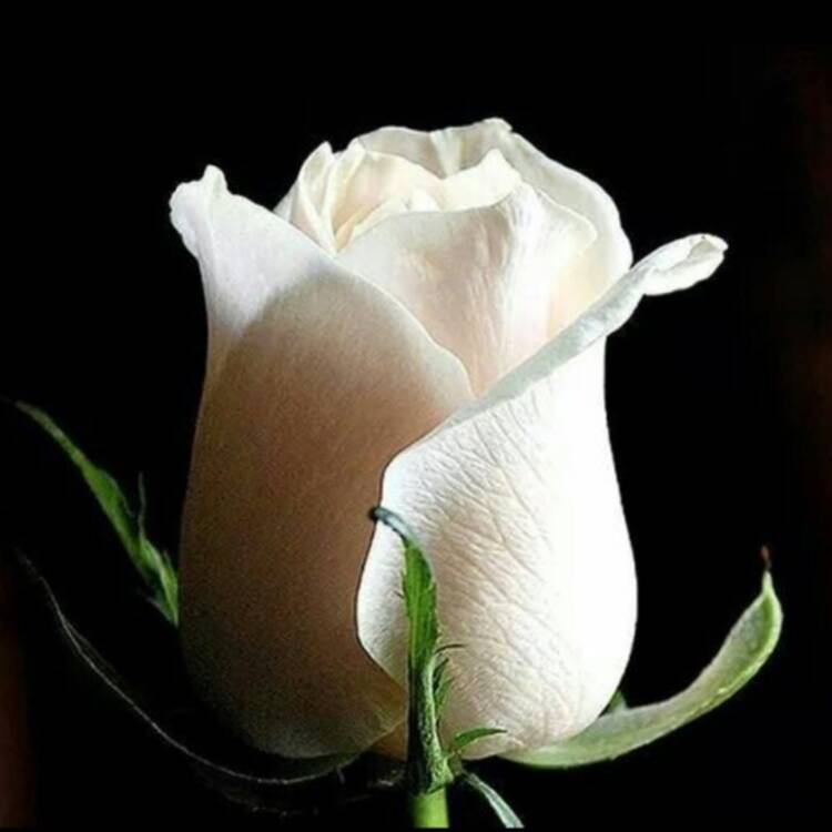 Foto de perfil de rosa