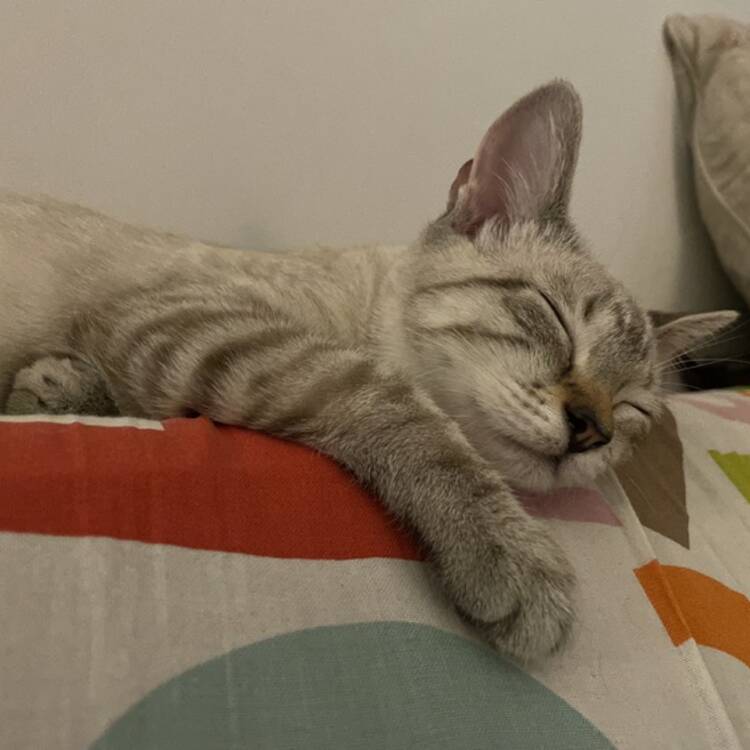 Foto de perfil