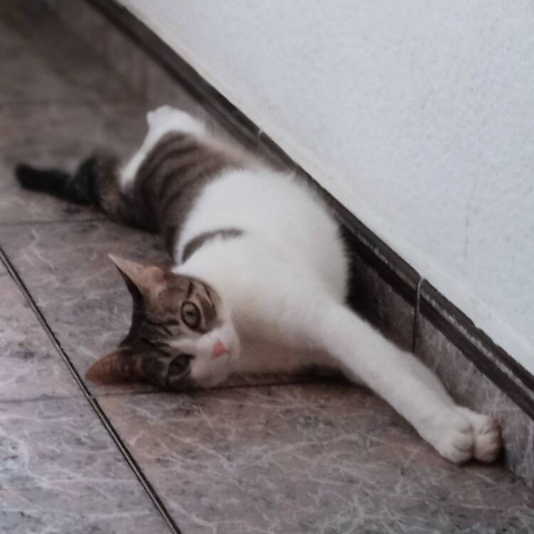 Foto de perfil de Chuss10