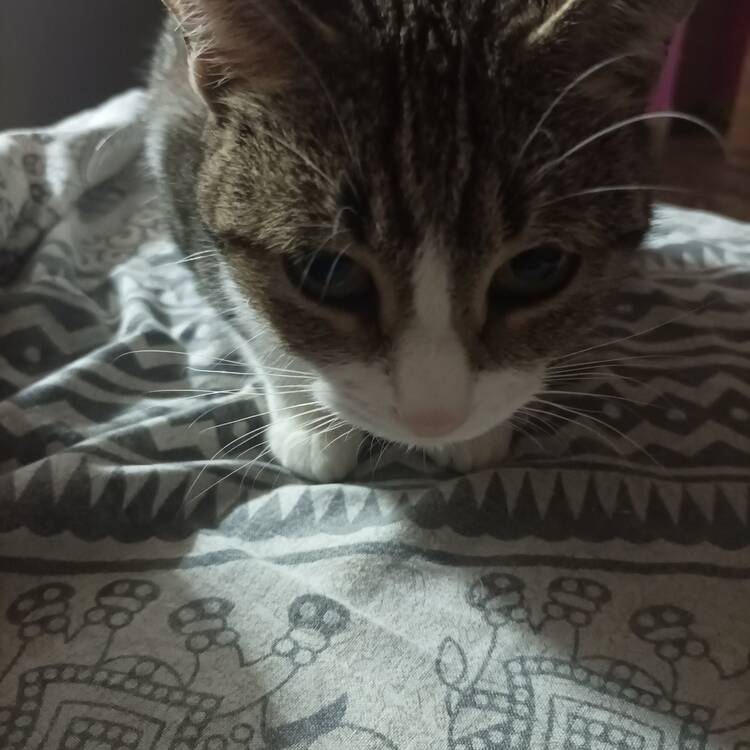 Foto de perfil