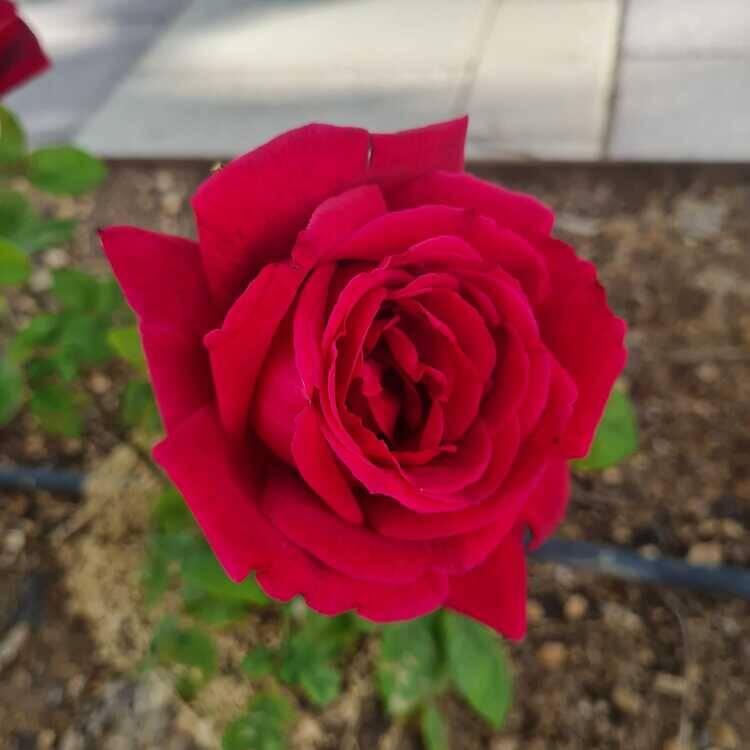 Foto de perfil de Ricardo