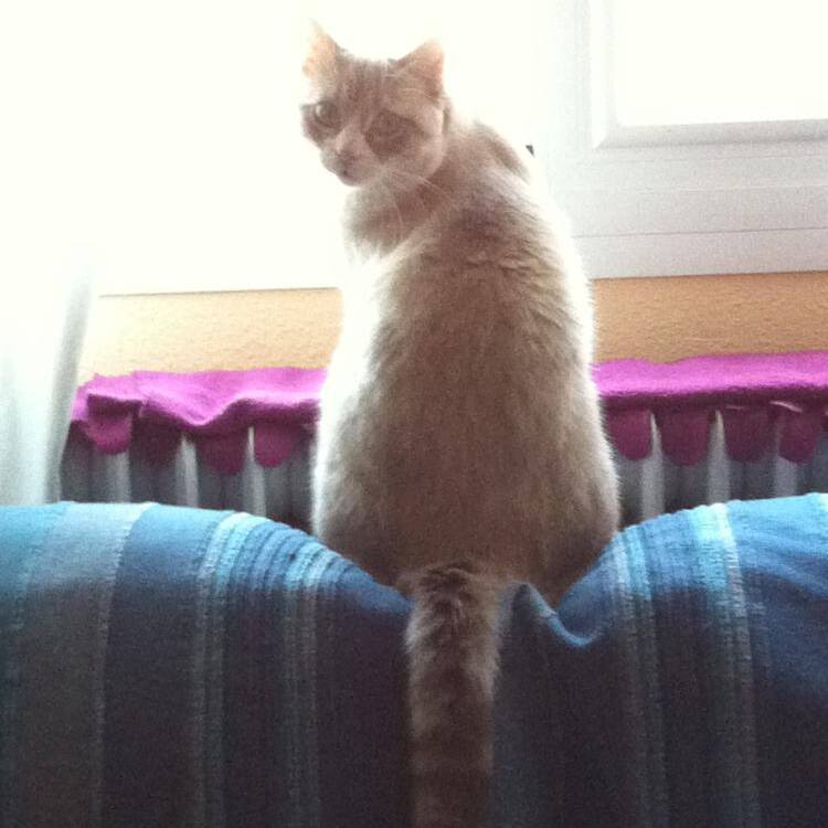 Foto de perfil