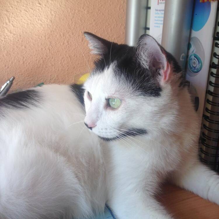 Foto de perfil