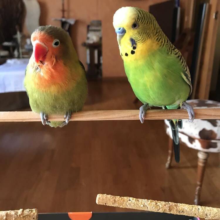 Foto de perfil