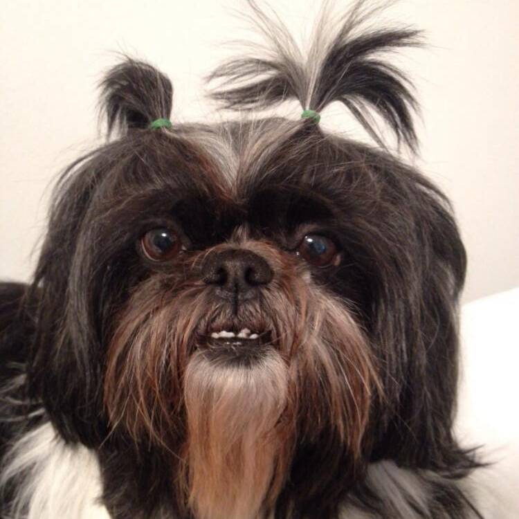 Foto de perfil de Chelo