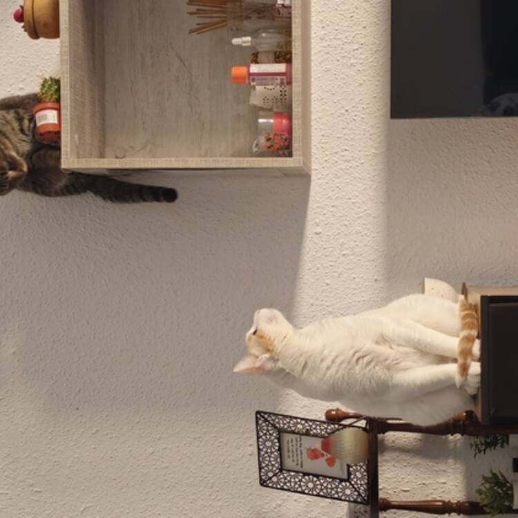Foto de perfil de Cris