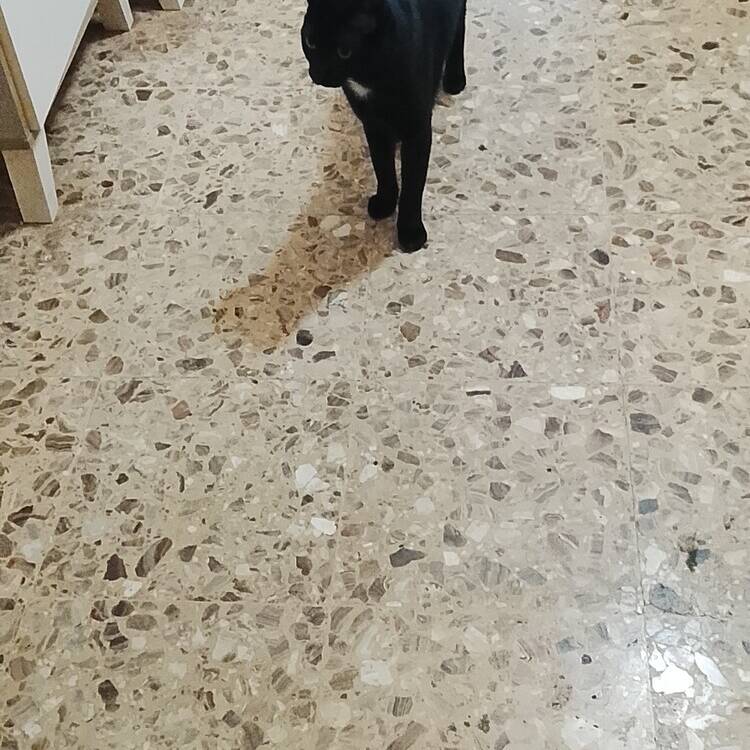 Foto de perfil de Luisito