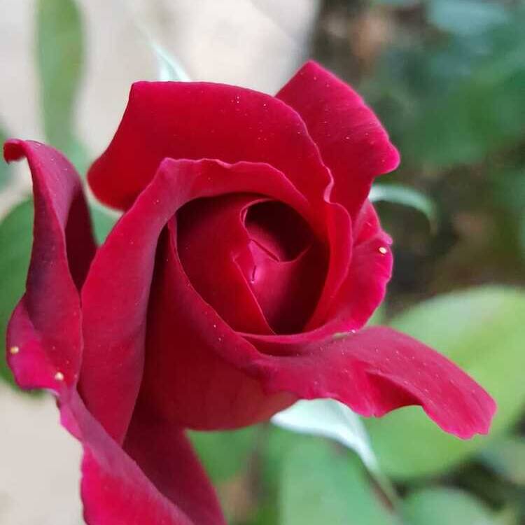 Foto de perfil de Isa