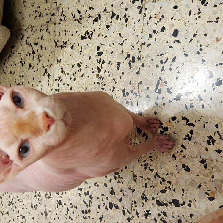 Foto de perfil