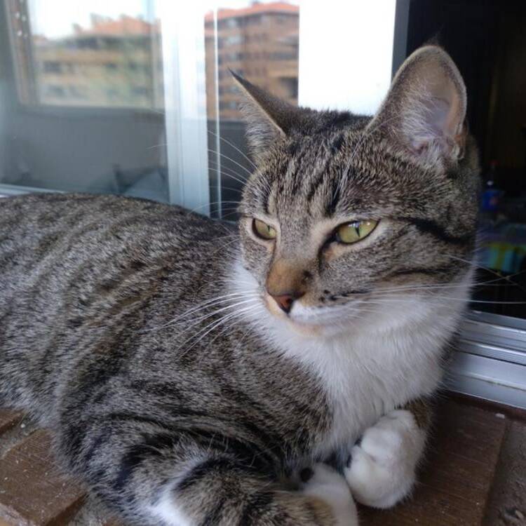Foto de perfil
