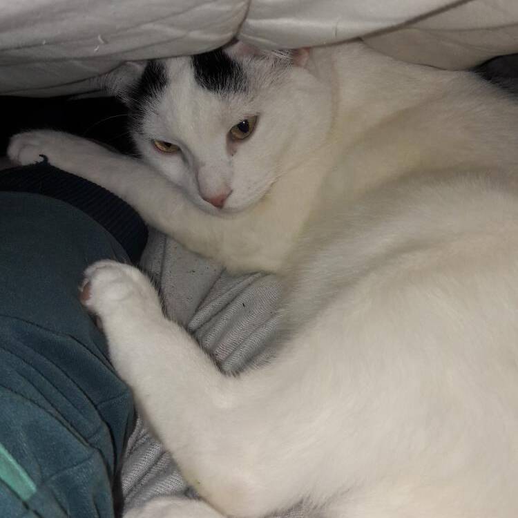 Foto de perfil