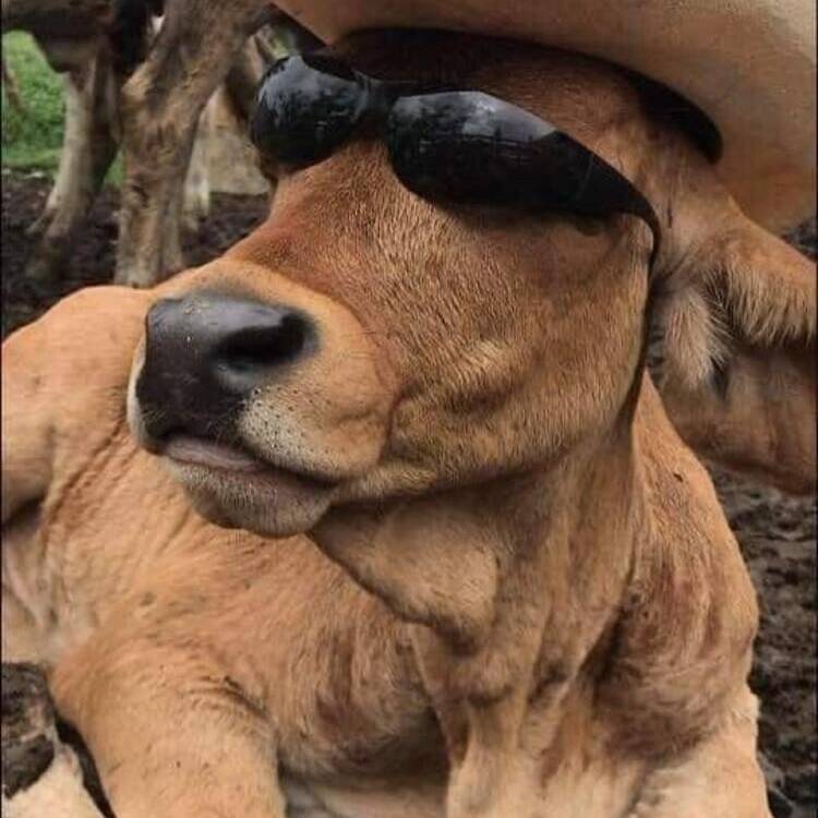 Foto de perfil de Rosa