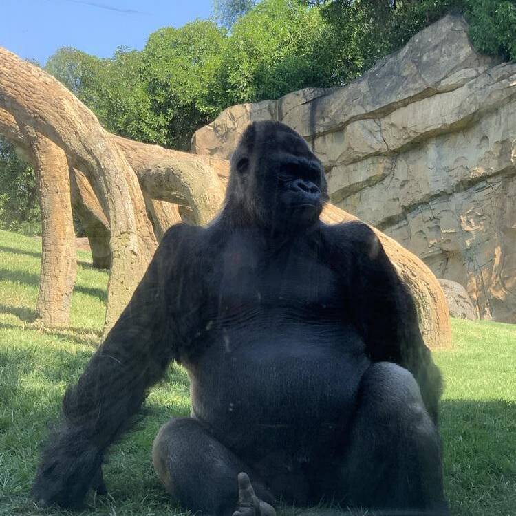 Foto de perfil de Ivan