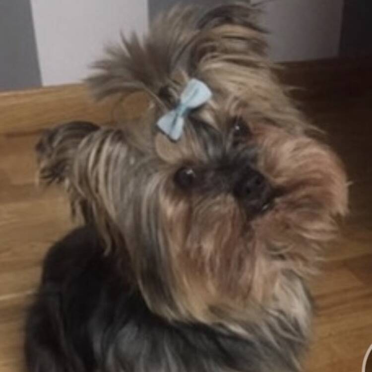Foto de perfil