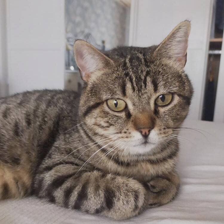 Foto de perfil