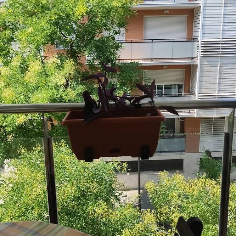 Foto de perfil de Lola