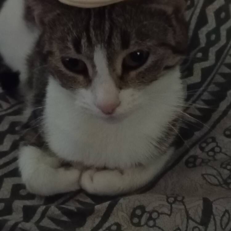 Foto de perfil de Sari