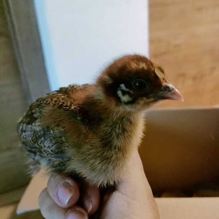 Foto de perfil de SofiG