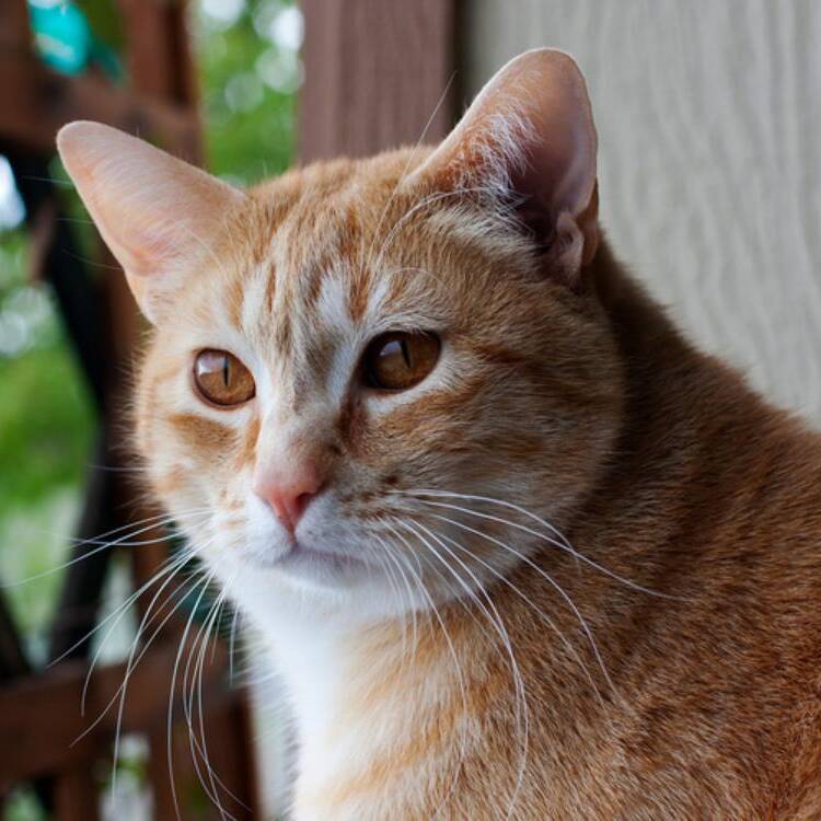 Foto de perfil de Hope