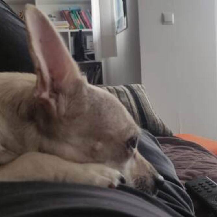 Foto de perfil