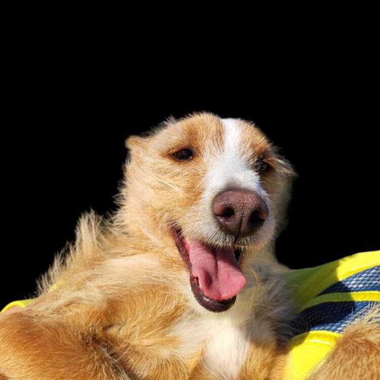Foto de perfil de Tabulador