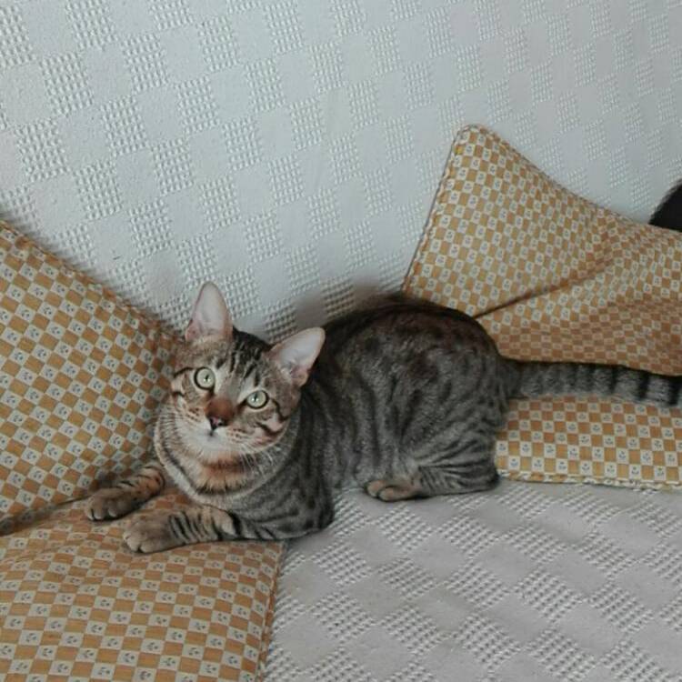 Foto de perfil